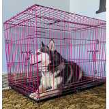 Midwest Lifestages Double Door Dog Crate 36 In Chewy Com Pet Mat Large Dog Crate Wire Dog Crates