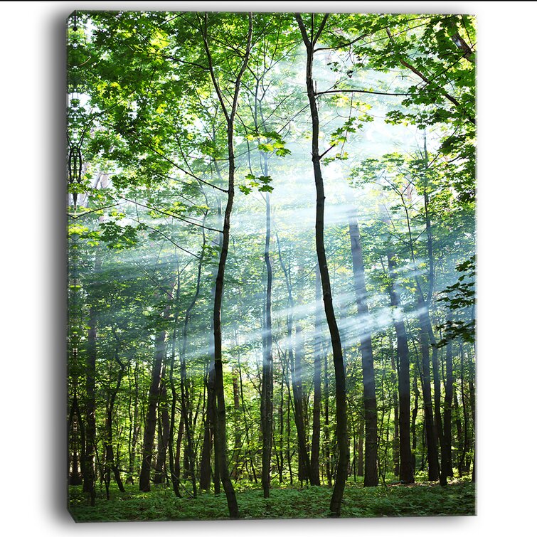 A0 A1 and more Premium Canvas Wall Art Picture Print Sunny Forest Landscape 