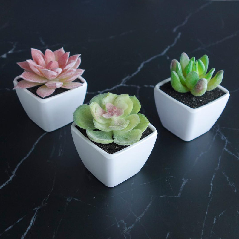 Wrought Studio 3 Piece Square Ceramic Cactus Succulent In