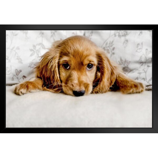 Cute Puppy with Boots Photography Wall Art Poster 