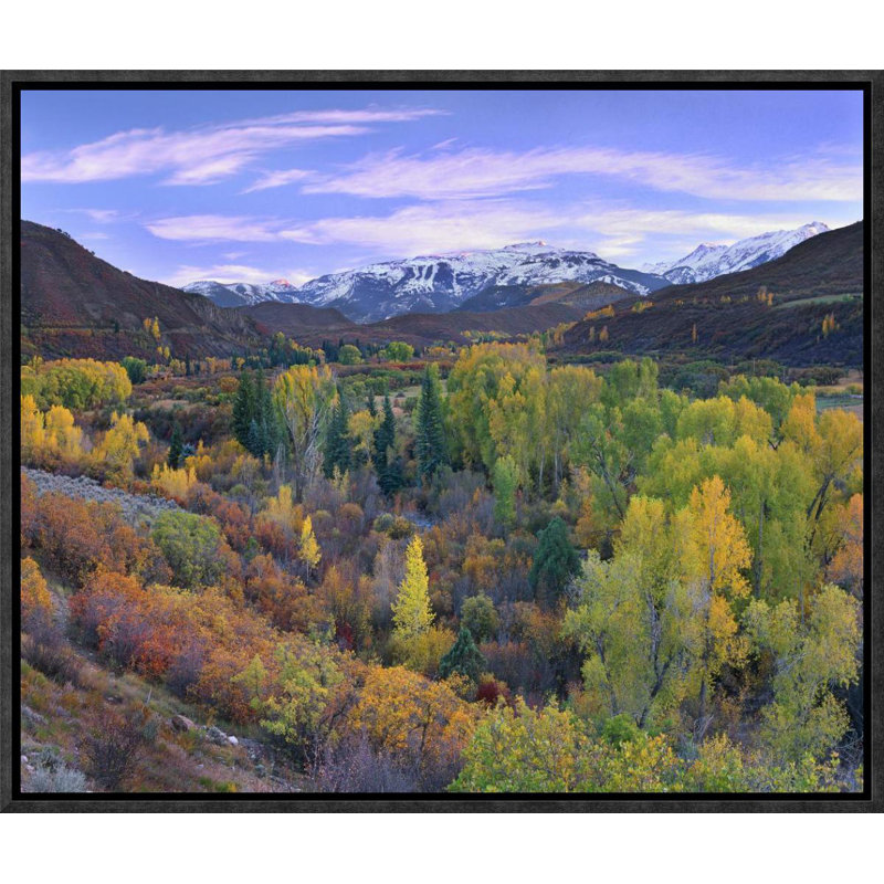 Global Gallery Quaking Aspen Forest In Autumn Snowmass Mountain Near Quaking Aspen Colorado By Tim Fitzharris Framed Photographic Print On Canvas Wayfair