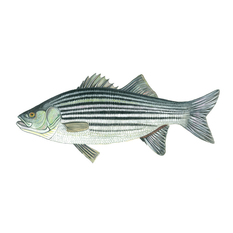Millwood Pines Striped Bass Watercolor Painting Print Wayfair