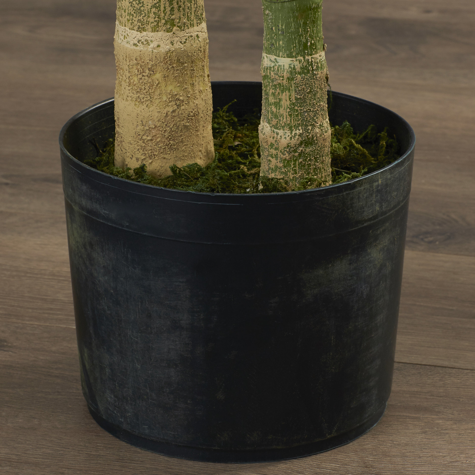 Bay Isle Home Golden Cane Palm Tree Floor Plant in Pot & Reviews Wayfair