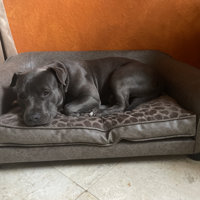 corina dog sofa