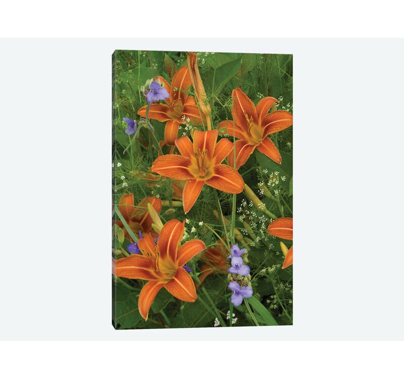East Urban Home Orange Daylily With Virginia Spiderwort North America Photographic Print On Canvas Wayfair,Sage Plant Tattoo