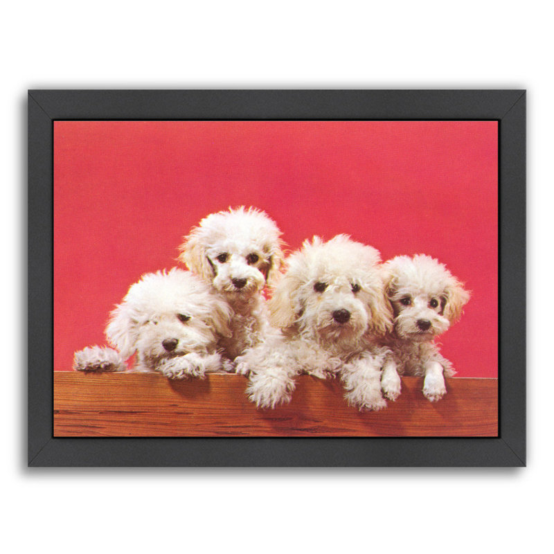 Home Is Where My Dog Is Cockerpoo Print