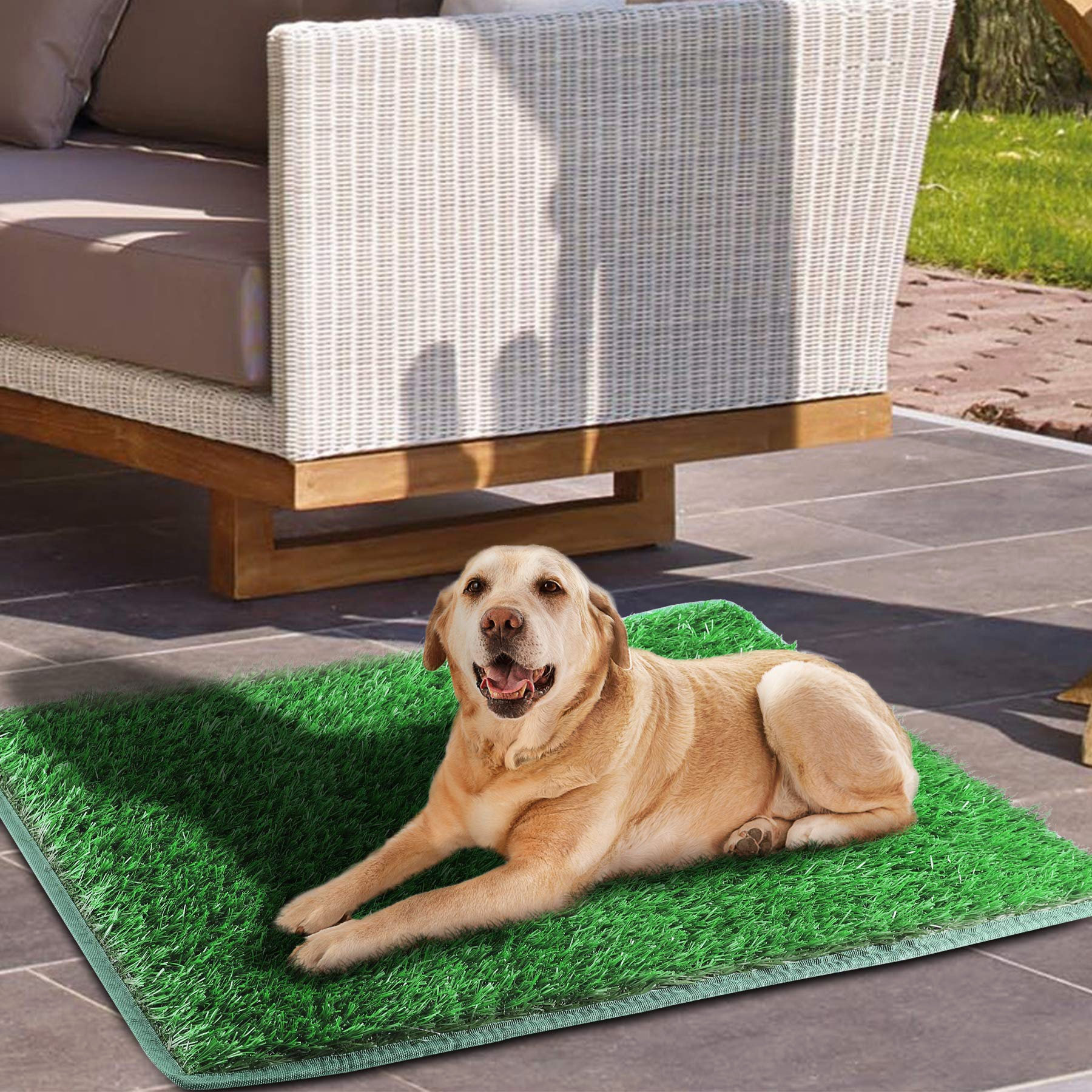 grass patch for dogs