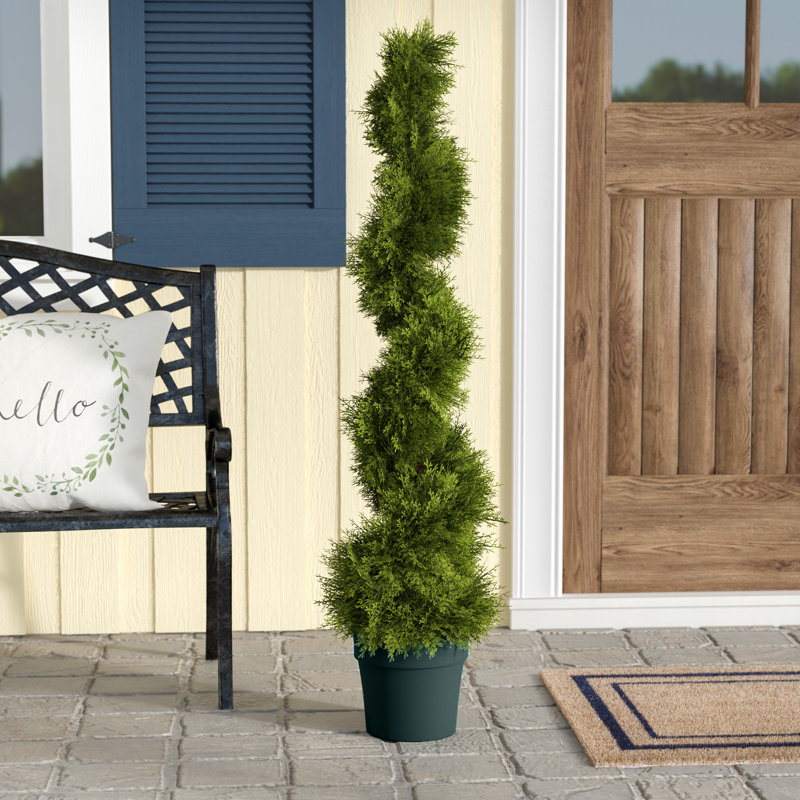 Alcott Hill Slim Spiral Round Foliage Topiary In Pot Reviews