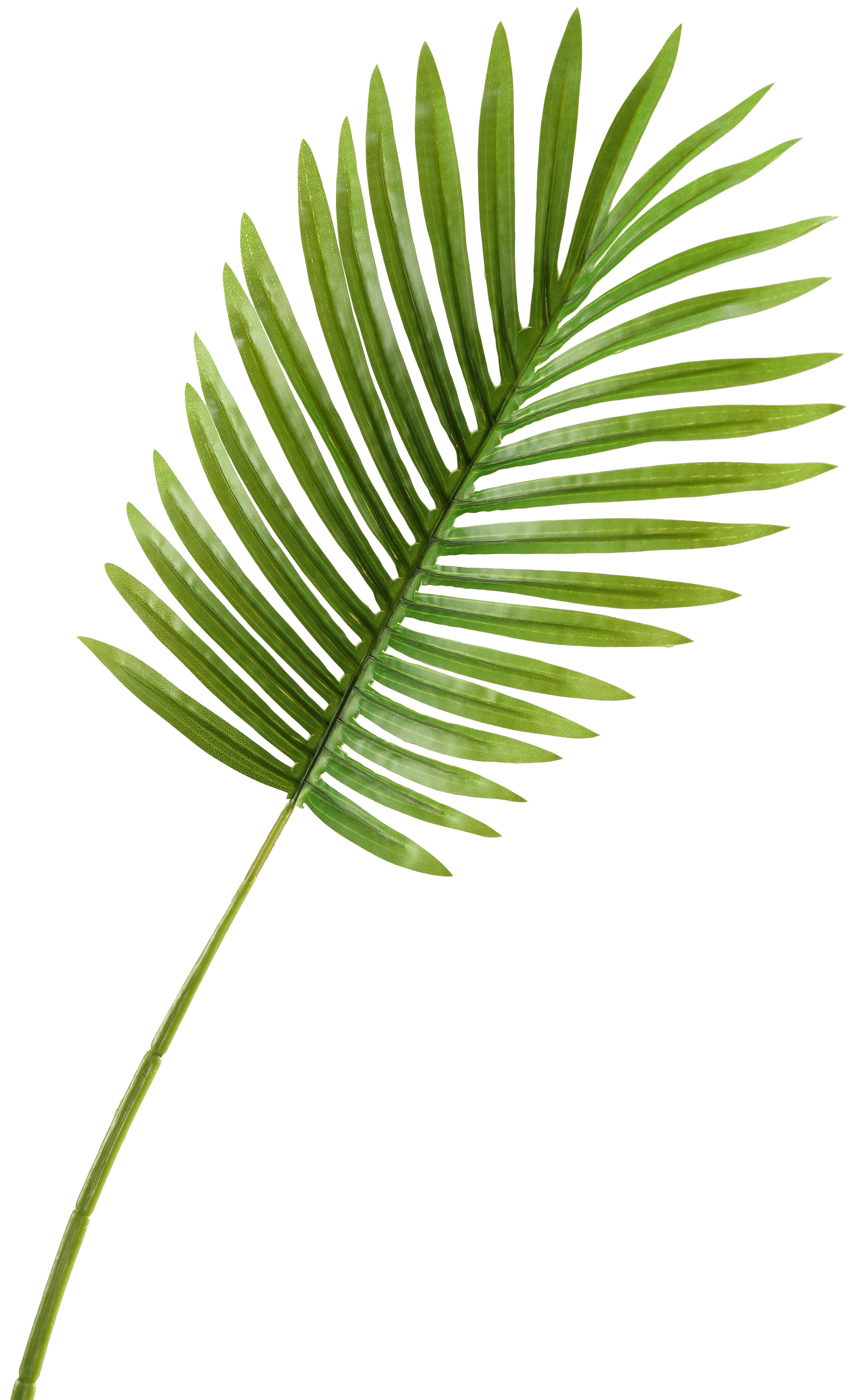 Bay Isle Home Small Hawaiian Palm Leaf Stem Reviews Wayfair