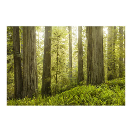 Redwood State Park Forest View 2.55m x 384cm Textured Matt Peel & Stick Wall Mural East Urban Home