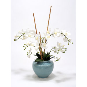 White Phaleonopsis Orchids, Arrorog Rattan in Ceramic Vase