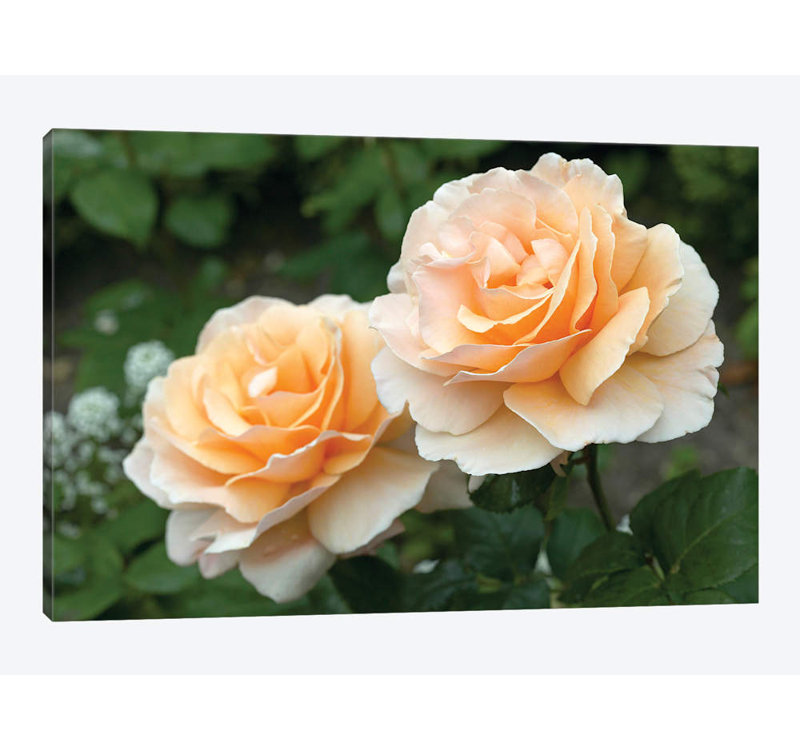 East Urban Home Rose Just Joey Variety Flowers Photographic Print On Canvas Wayfair