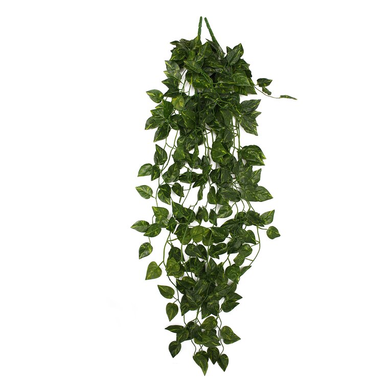 Primrue Hanging Bush Ivy Plant & Reviews | Wayfair