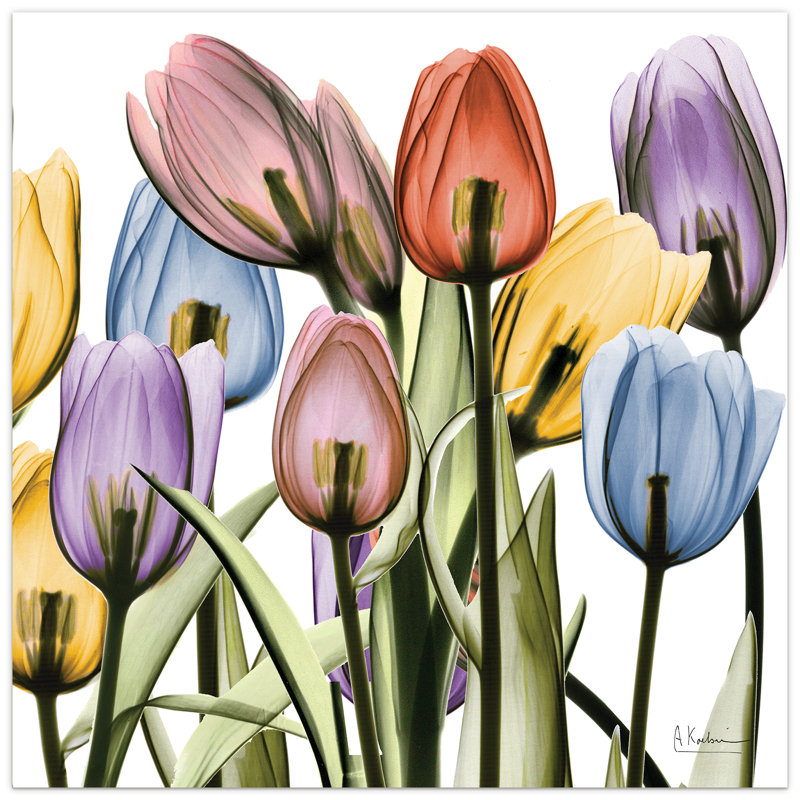 Latitude Run® 'Tulip Scape X-ray II' by Albert Koetsier ... Shop our large selection of canvas art, gallery wrapped canvas, art prints, framed art, and more!
