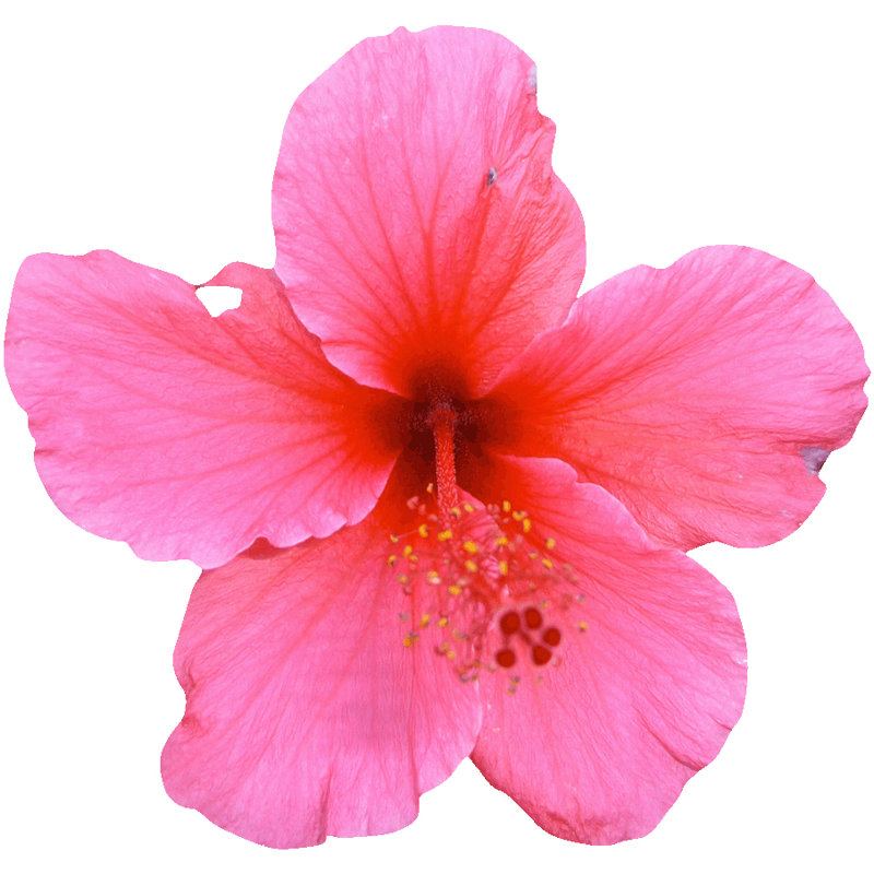 Ebern Designs Goudeau Cutout Hibiscus Wall Decal Wayfair