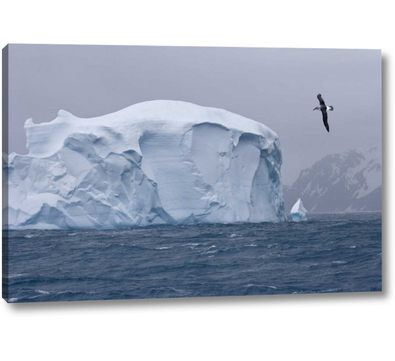 World Menagerie South Georgia Island Albatross By An Iceberg Photographic Print On Wrapped Canvas Wayfair