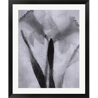 Evive Designs Tulips On Ice By Ryuijie Framed Photographic Print Wayfair