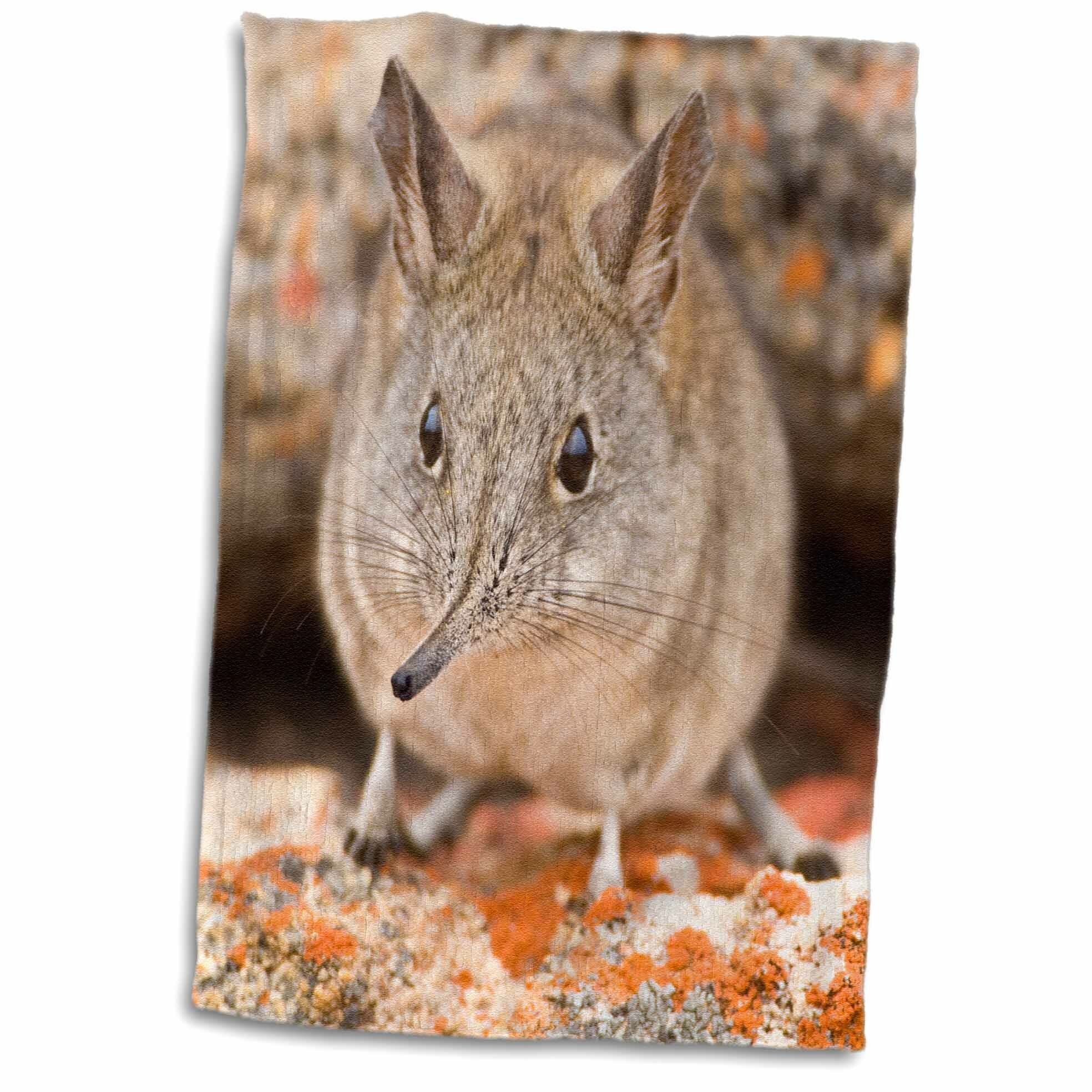 elephant shrew plush