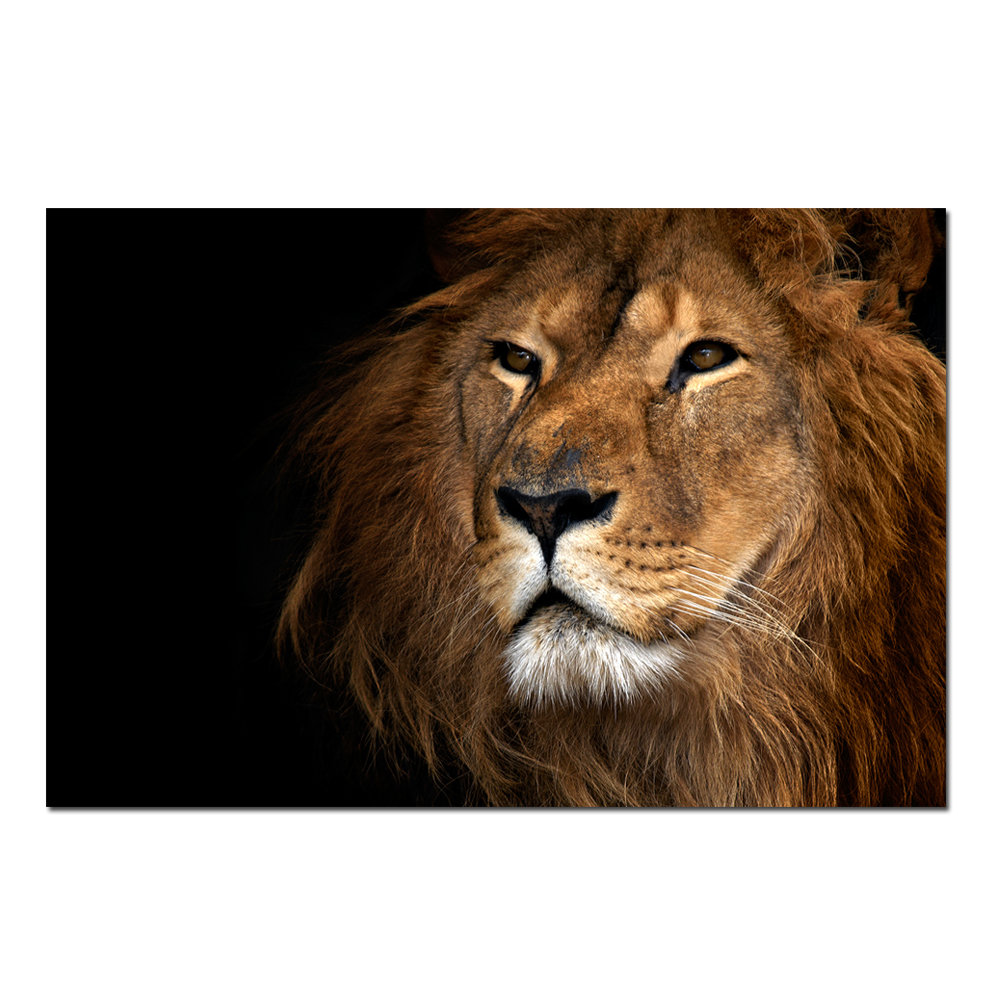 Decorumby Prideful Lion Photograph Wayfair Ca