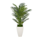Palm Tree Home Decor Wayfair