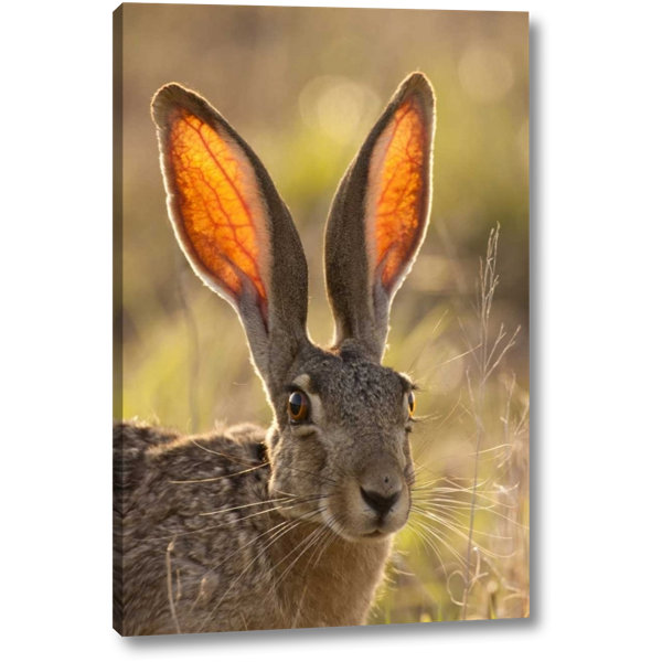 Millwood Pines Texas Maverick County Black Tailed Jackrabbit Photographic Print On Wrapped Canvas Wayfair
