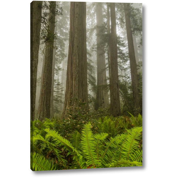 Redwood Trees Wall Art Wayfair