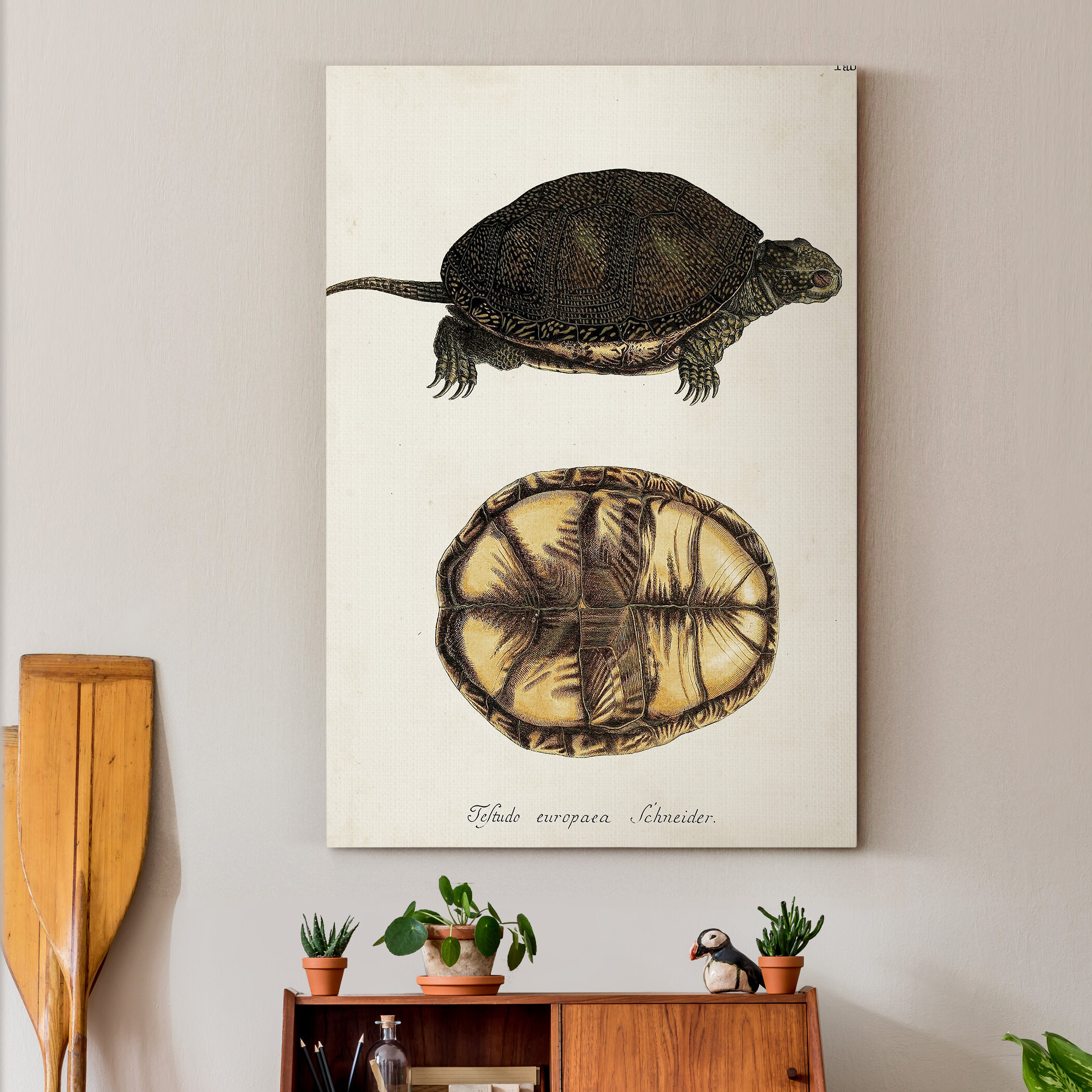 Bay Isle Home Antique Turtles & Shells II - Wrapped Canvas Print | Wayfair