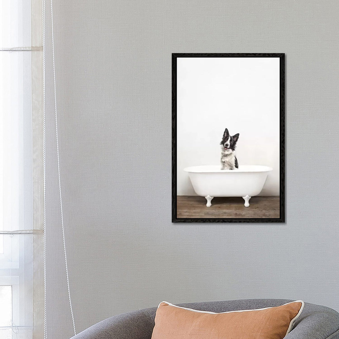 Happy Larry Border Collie Dog In A Vintage Bathtub-Canvas