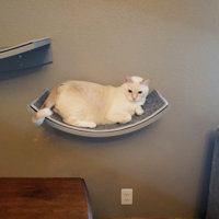 cleopatra leaf cat perch