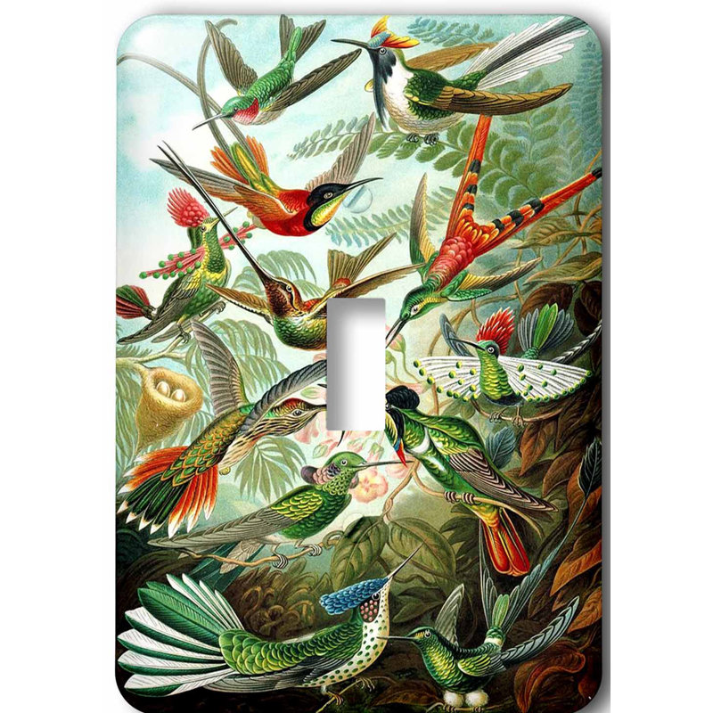 3drose Famous Biologist Sketch Of Humming Birds 1 Gang Toggle Light Switch Wall Plate Wayfair