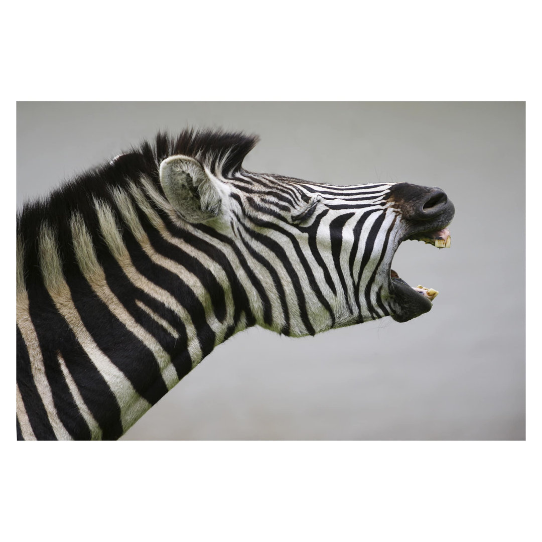 Roaring Zebra 1.9m x 288cm Textured Matt Peel & Stick Wall Mural