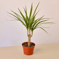 Deals on House Plant Shop 10-inch Dracaena Plant