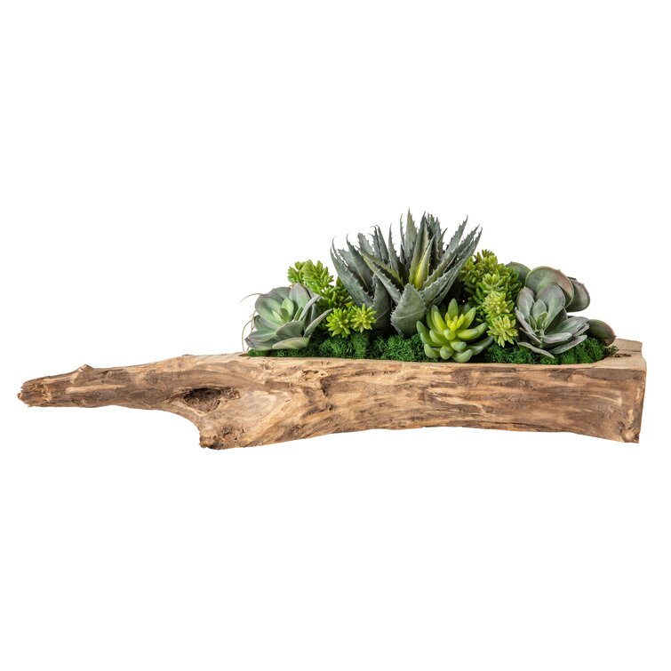 Loon Peak® Driftwood Foliage Plant 