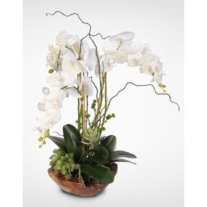 Millwood Pines Brevoort Phalaenopsis Silk Orchid with Succulents Floral ...