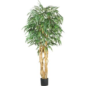 Weeping Ficus Tree in Pot