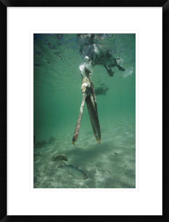 Global Gallery Brown Pelican Catching Mullet Turtle Bay Galapagos Islands Ecuador Framed Photographic Print Wayfair