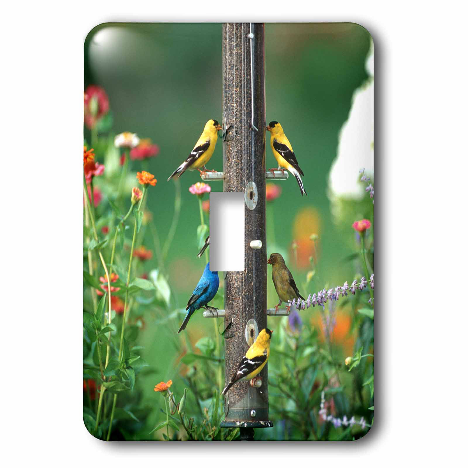 3drose House Finches 1 Gang Toggle Light Switch Wall Plate Wayfair