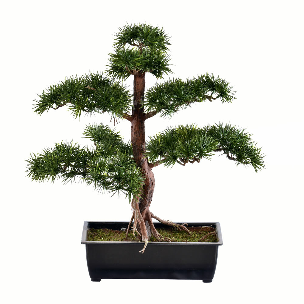 World Menagerie Guest Greeting Pine Bonsai Tree in Pot & Reviews | Wayfair