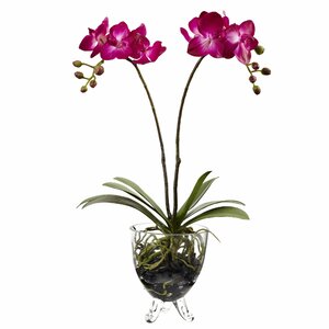 Double Phalaenopsis Elegance Flowers