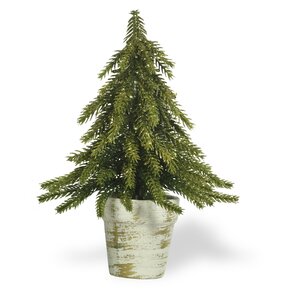 Fir Desktop Cedar Tree in Pot