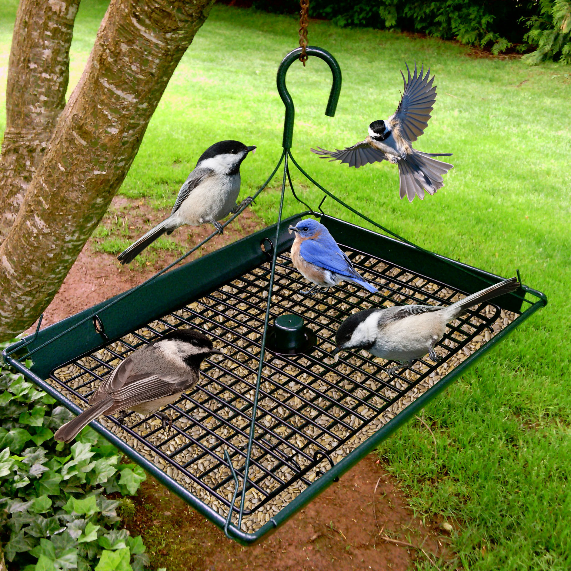 Zenport Platform Tray Bird Feeder Reviews Wayfair