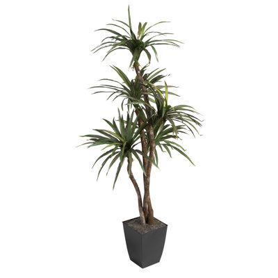 6' Dracaena Tree In Square Metal Planter