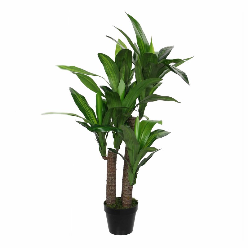 The Seasonal Aisle Dracaena Plant Pot | Wayfair.co.uk