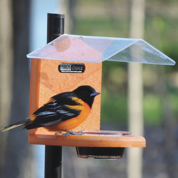 Birds Choice Recycled Jelly Oriole Tray Bird Feeder | Wayfair