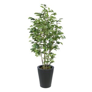 Ficus Tree in Planter