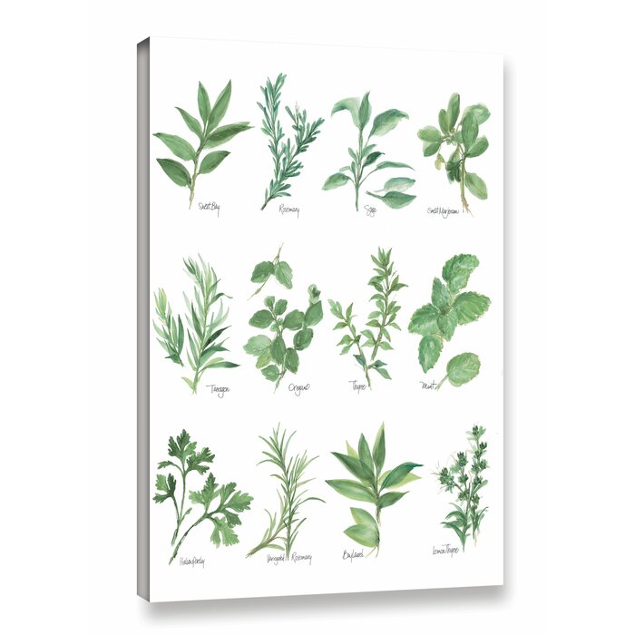 'Herb Chart' Graphic Art on Wrapped Canvas in White/Green
