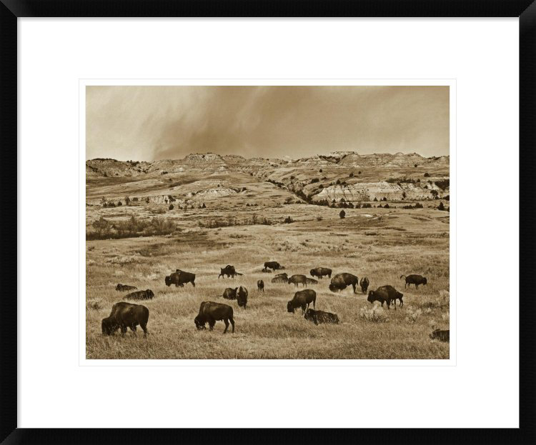 Global Gallery American Bison Herd Grazing On Shortgrass Prairie Theodore Roosevelt National Park North Dakota By Tim Fitzharris Framed Photographic Print Wayfair