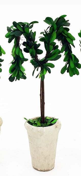 Winston Porter Meghans Real Preserved Boxwood Monogram Letter M Tree In Planter Wayfair