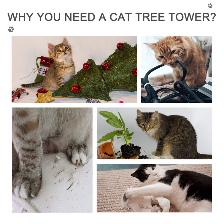 cute cat posts