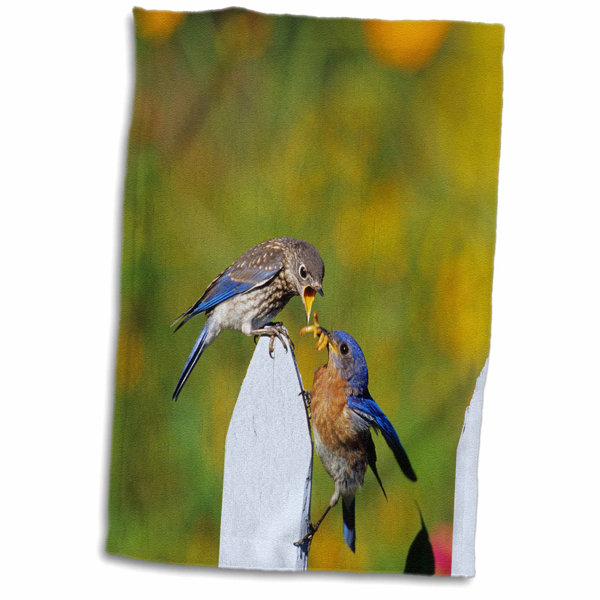 East Urban Home Givens Eastern Bluebird Male Feeding Fledgling On Picket Fence Near Flowers Tea Towel Wayfair
